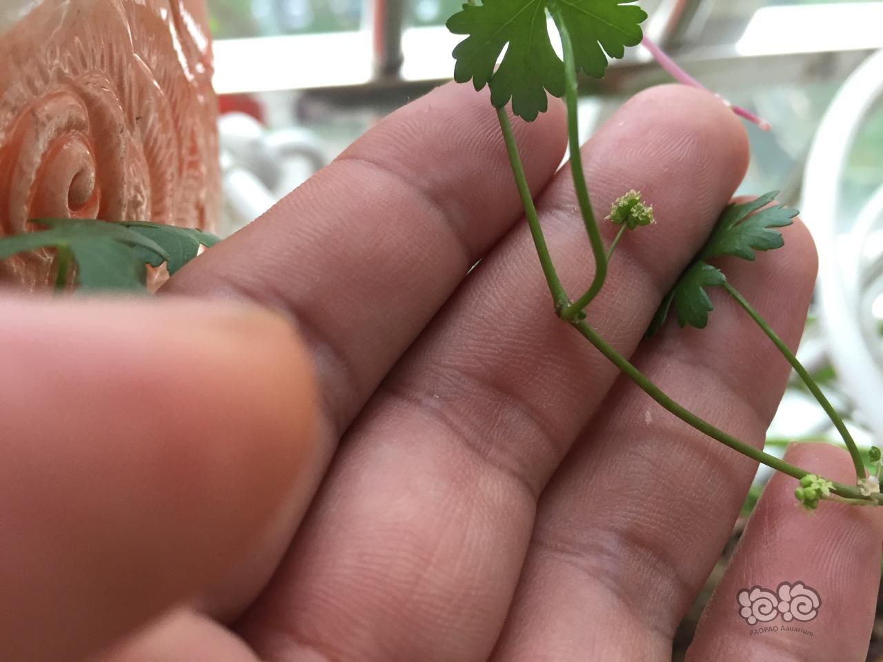 花盆里的天湖葵