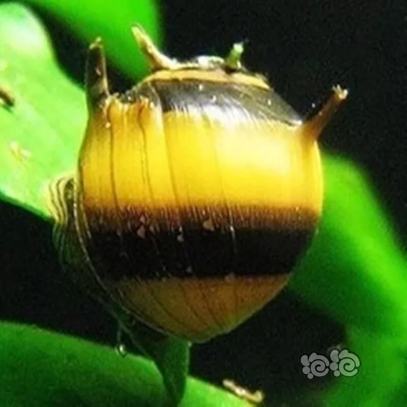 想求蜜蜂角螺