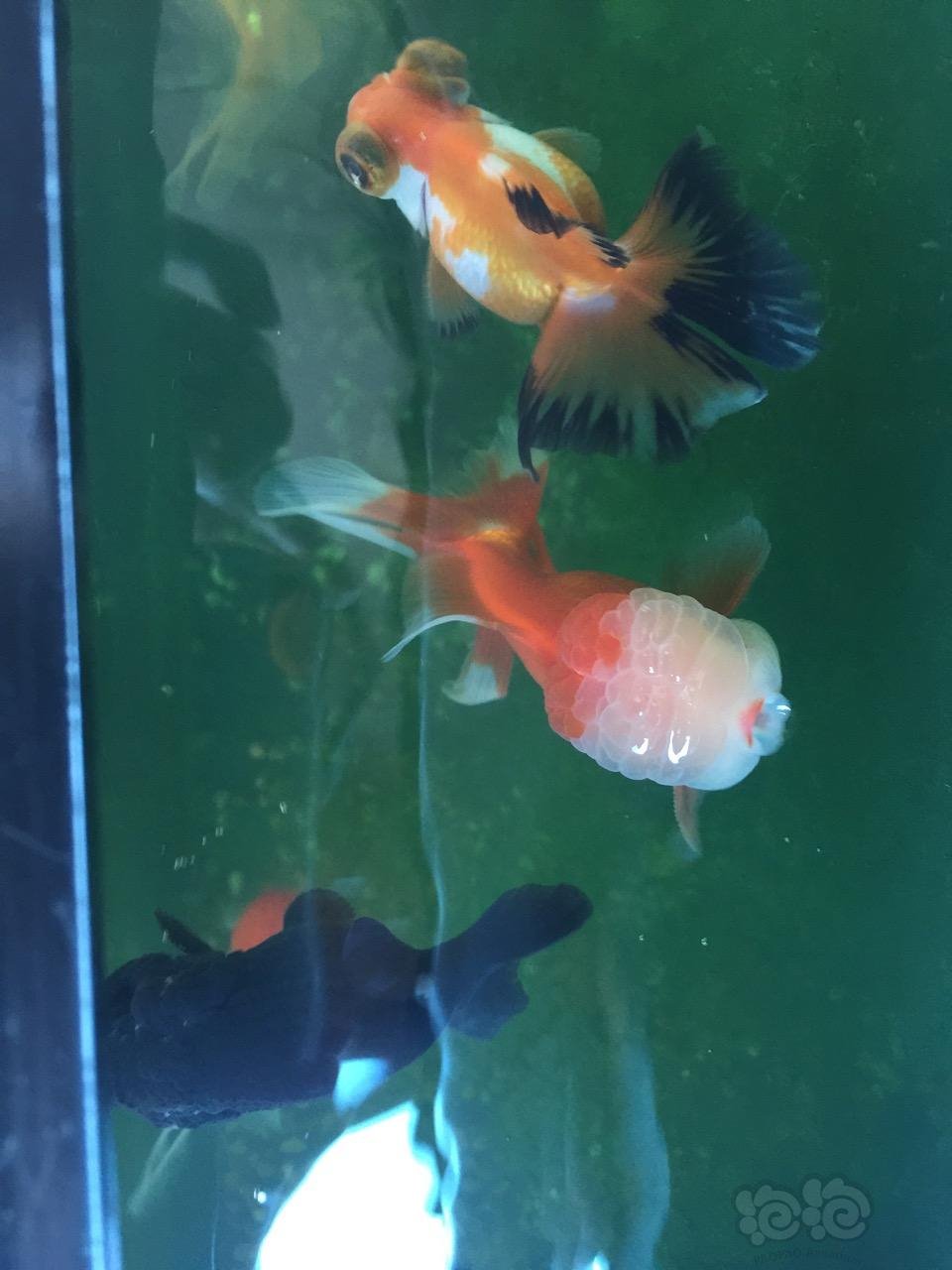 【金鱼】的小金鱼