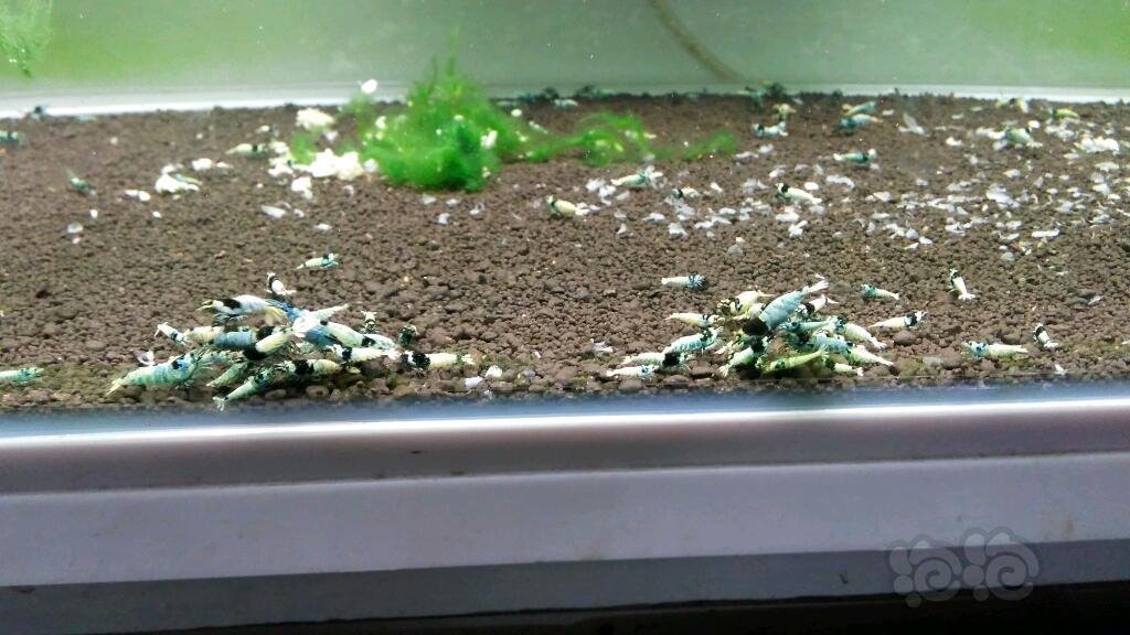 一缸蓝花头和白躯