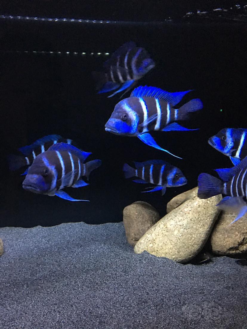 三湖慈鲷萨伊蓝六间鱼