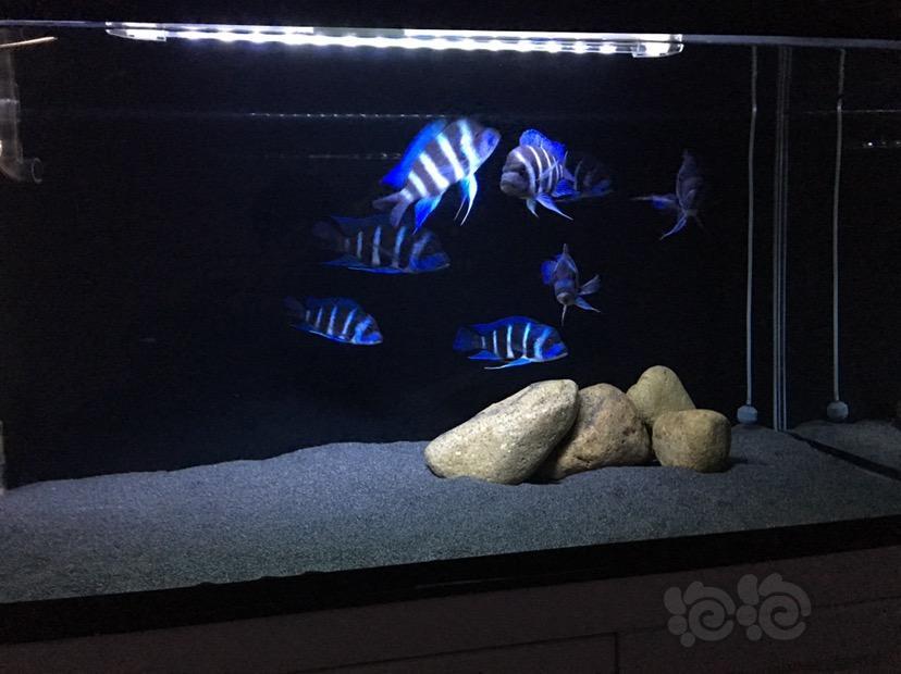 三湖慈鲷坦湖精灵萨伊蓝六间