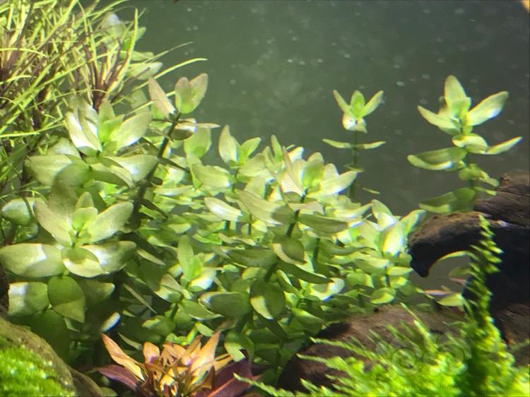 迷你矮泡泡真越看越喜欢虎耳就有点发色不对火焰莫斯蝴蝶大红叶大爱