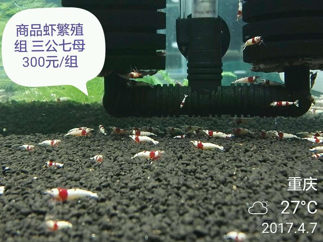 【出售】气温回暖,出售ever经典红白水晶虾