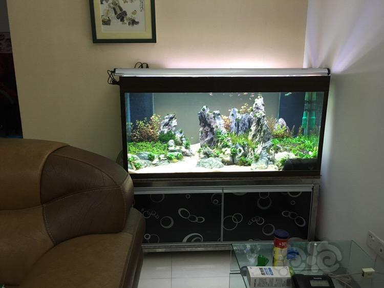 134底滤缸改造草缸完成