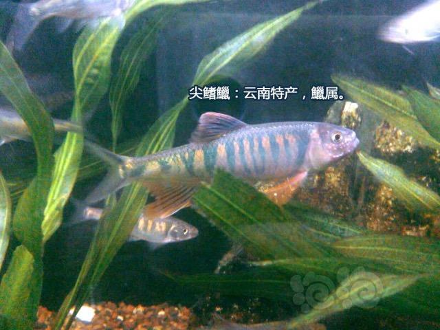国内原生鱼云南原生鱼