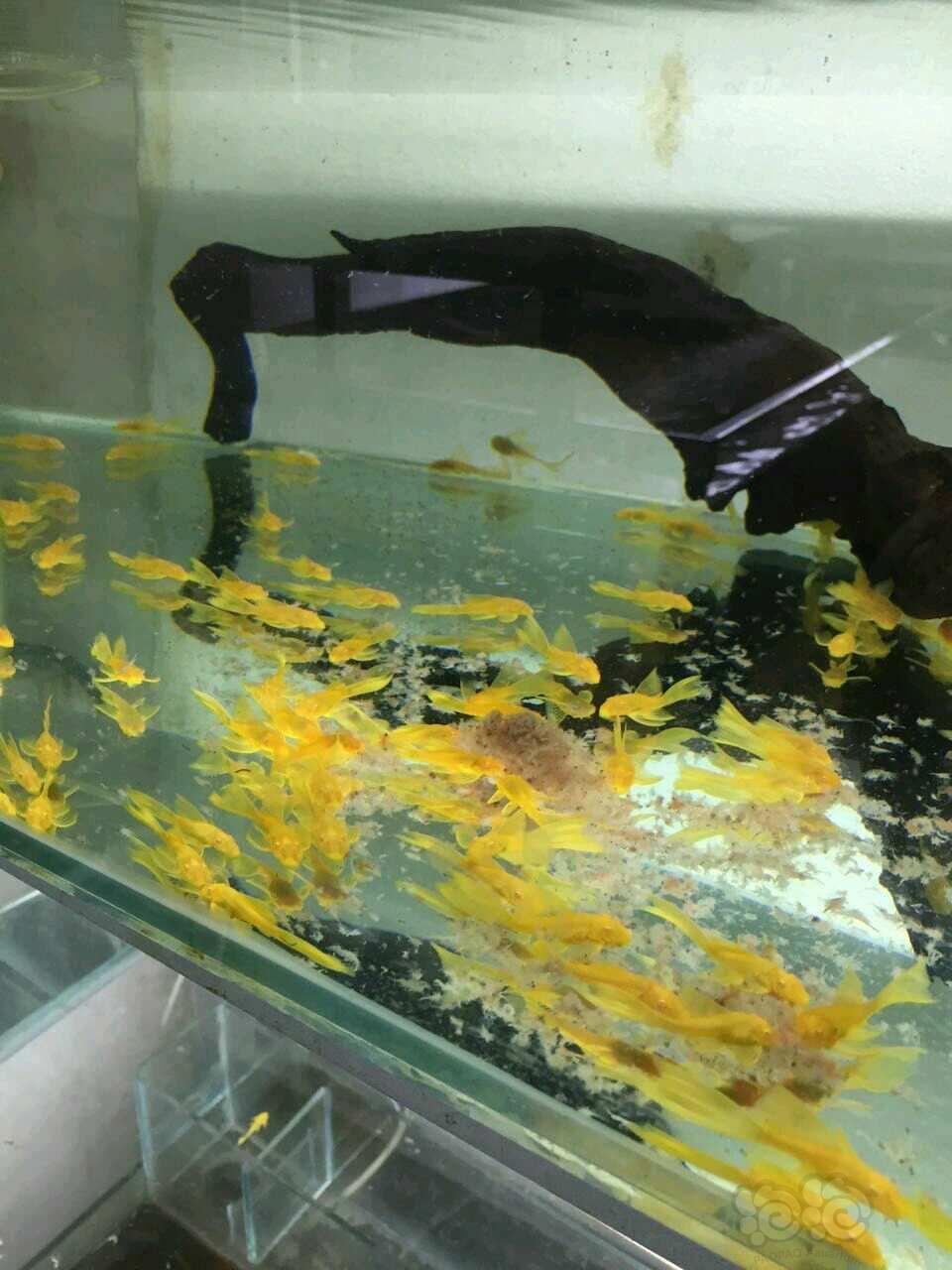 【出售】出胡子大帆咯