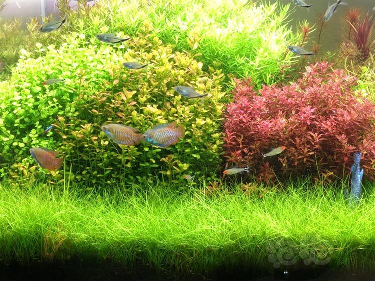 出售迷你牛毛毡水草鱼缸水景造景南美小圆叶迷你红蝴蝶绿粉宫廷