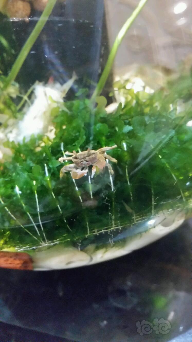 辣椒蟹在干什么