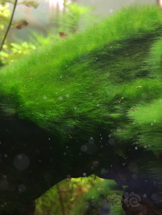 这是绒毛藻吗可以治理吗