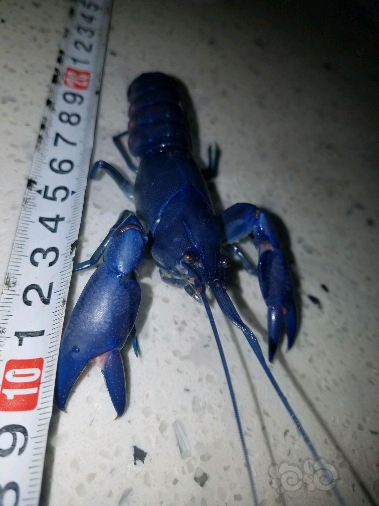 出售人工天空蓝魔鳌虾10㎝母虾全品