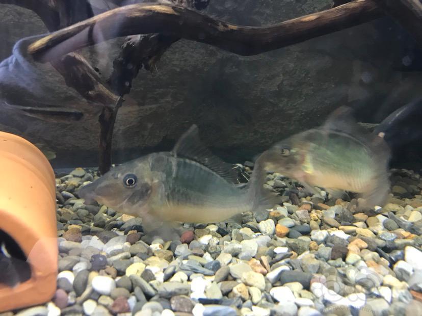 【鼠鱼】长吻巨无霸鼠