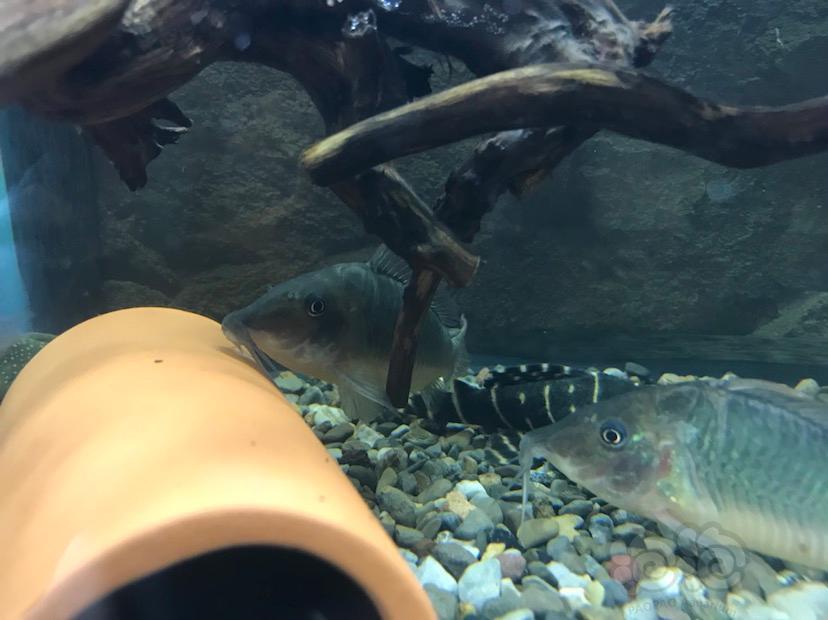 【鼠鱼】长吻巨无霸鼠
