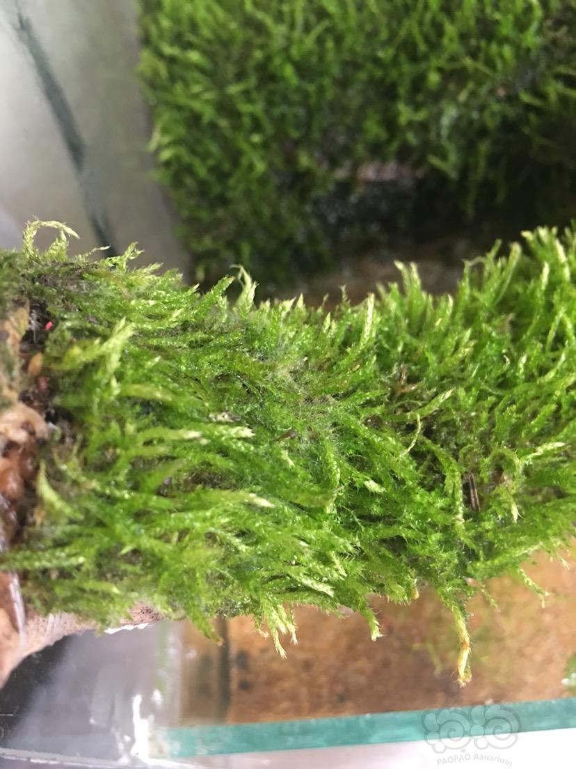 水陆求助苔藓长白毛了怎么办
