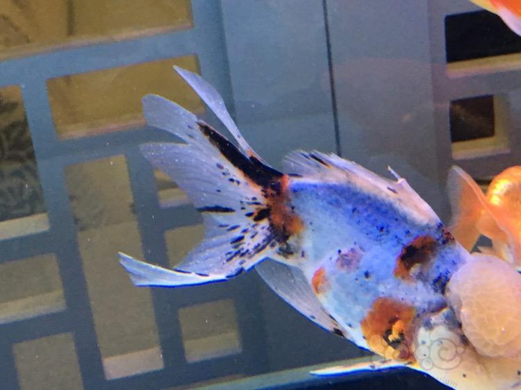 打粉病还是白点病