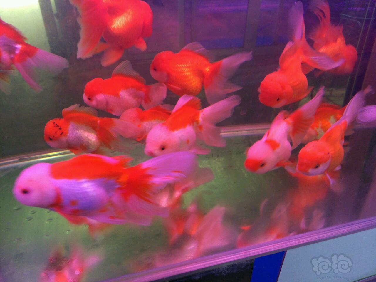 泰狮?知沅狮?