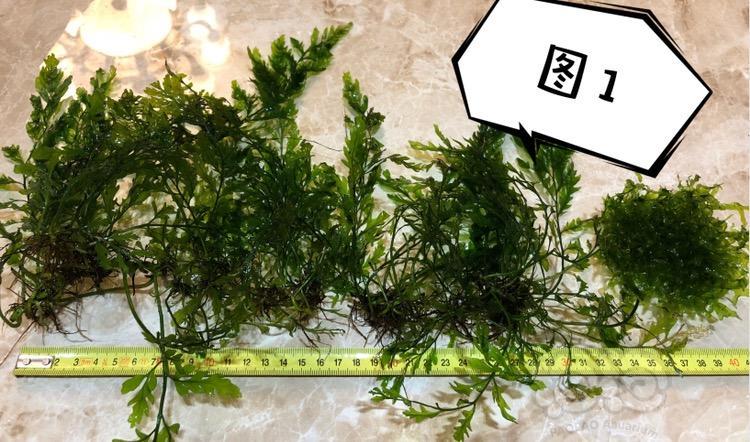黑木蕨怪蕨莫斯