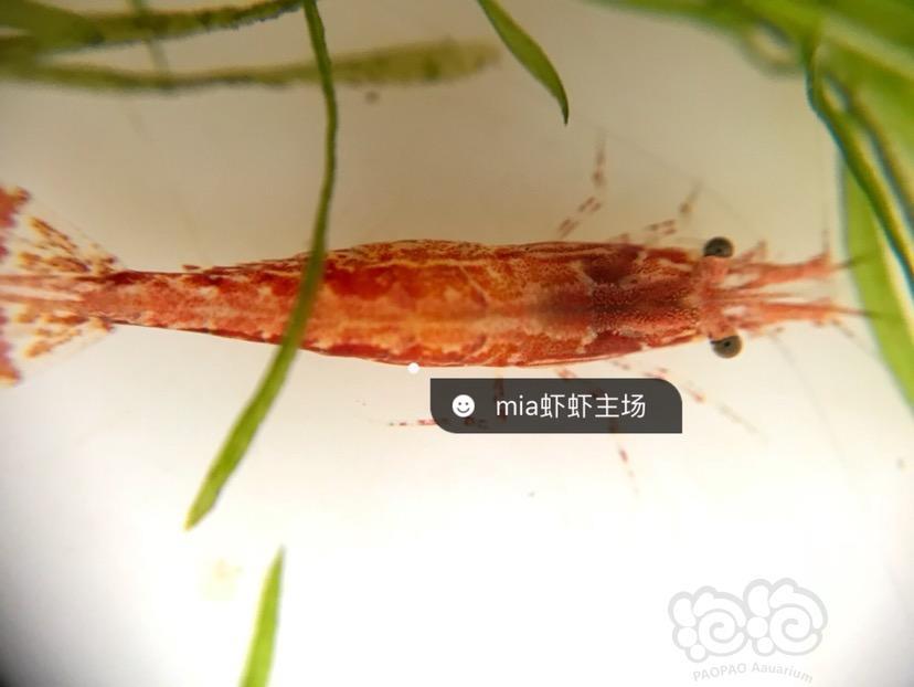 樱花虾0.5一只(100起发,不包邮)极火虾琉璃虾黄米虾 价格为1.3元和1.