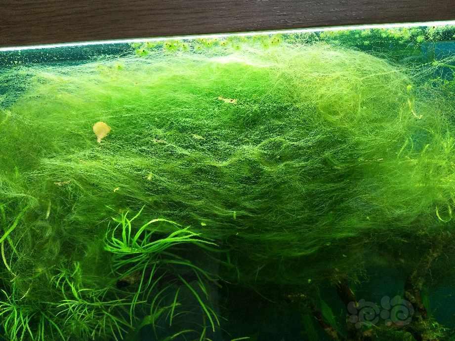 这个丝藻怎么才能除干净呀