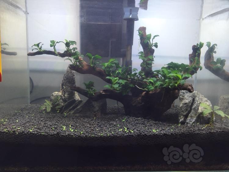 水草造景和种植 新开迷你榕树缸2人已赞 回复 分享 分享到微信