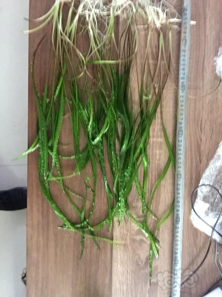 【出售】气泡椒草 缎带椒草 后景草