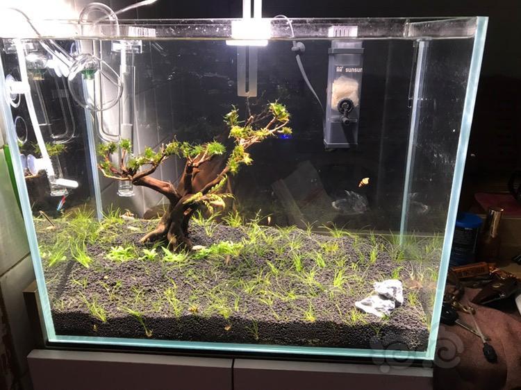 水草造景和种植 三个礼拜的迷你牛毛景.