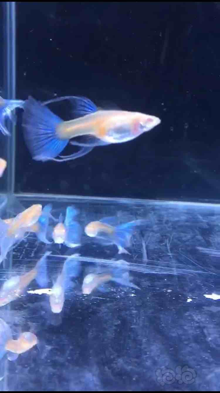 孔雀鱼燕尾蓝白蝶翼缎带大c