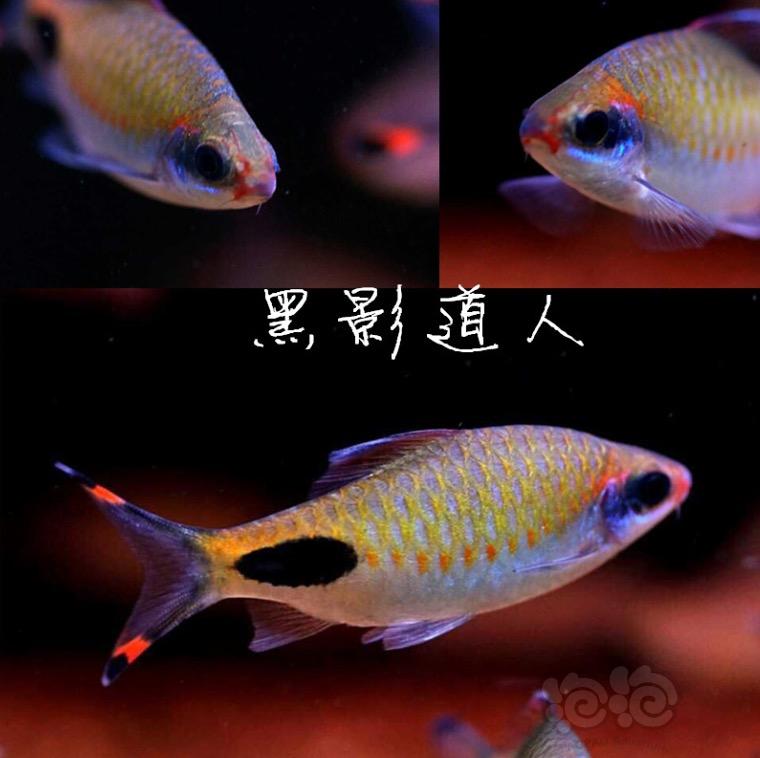 【热带鱼】黑影道人5-6cm,30一只!刚果美人5-6cm,12一只