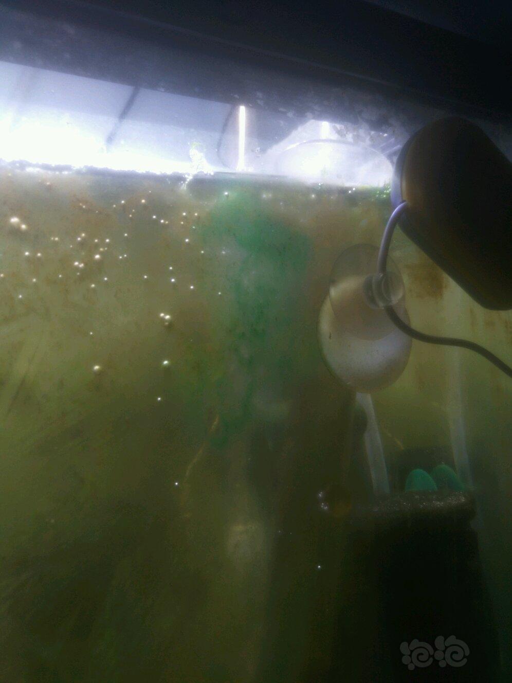 鱼缸壁上了一块一块的墨绿色的水藻请问这是什么水藻
