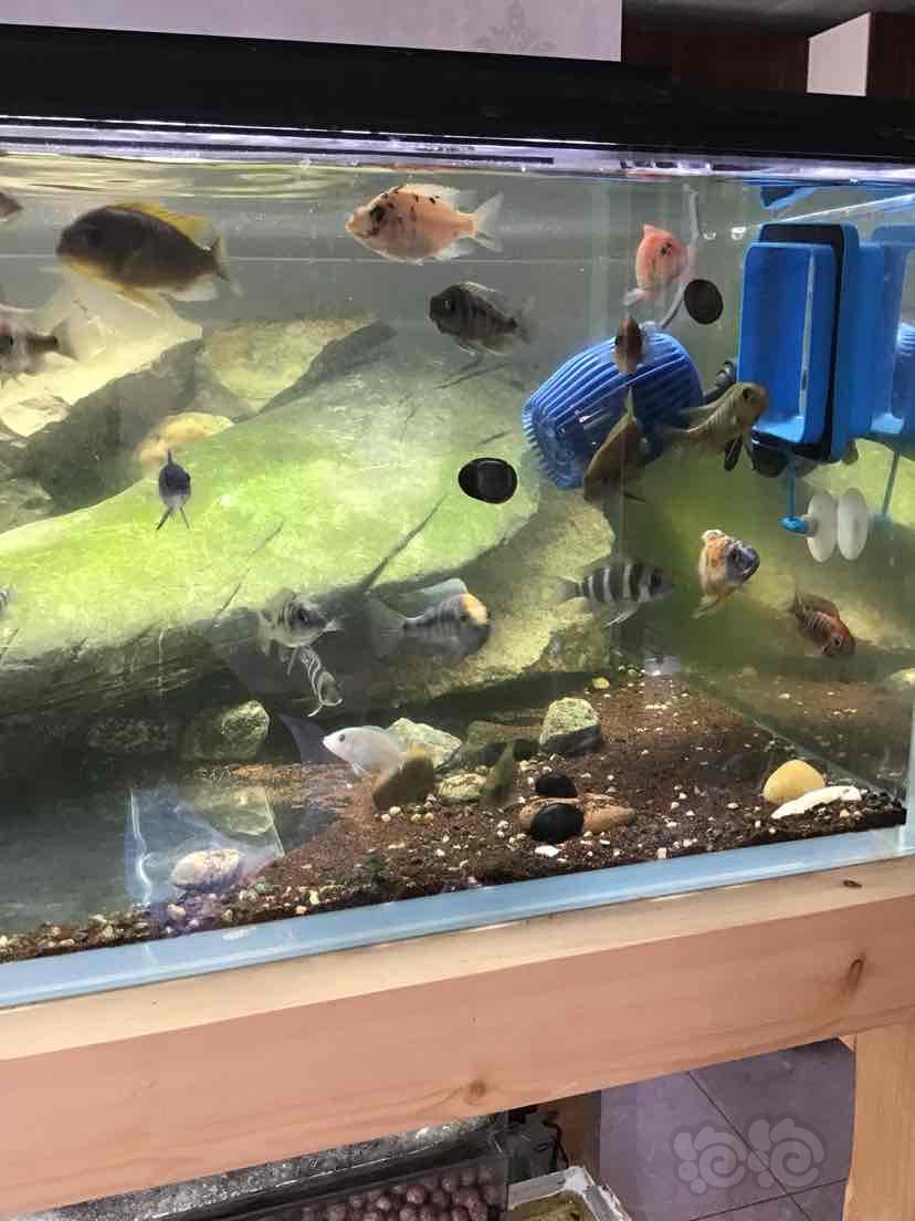 三湖慈鲷三湖混养看看你们认识几个