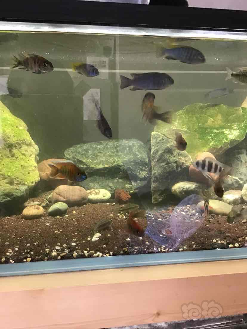三湖慈鲷三湖混养看看你们认识几个