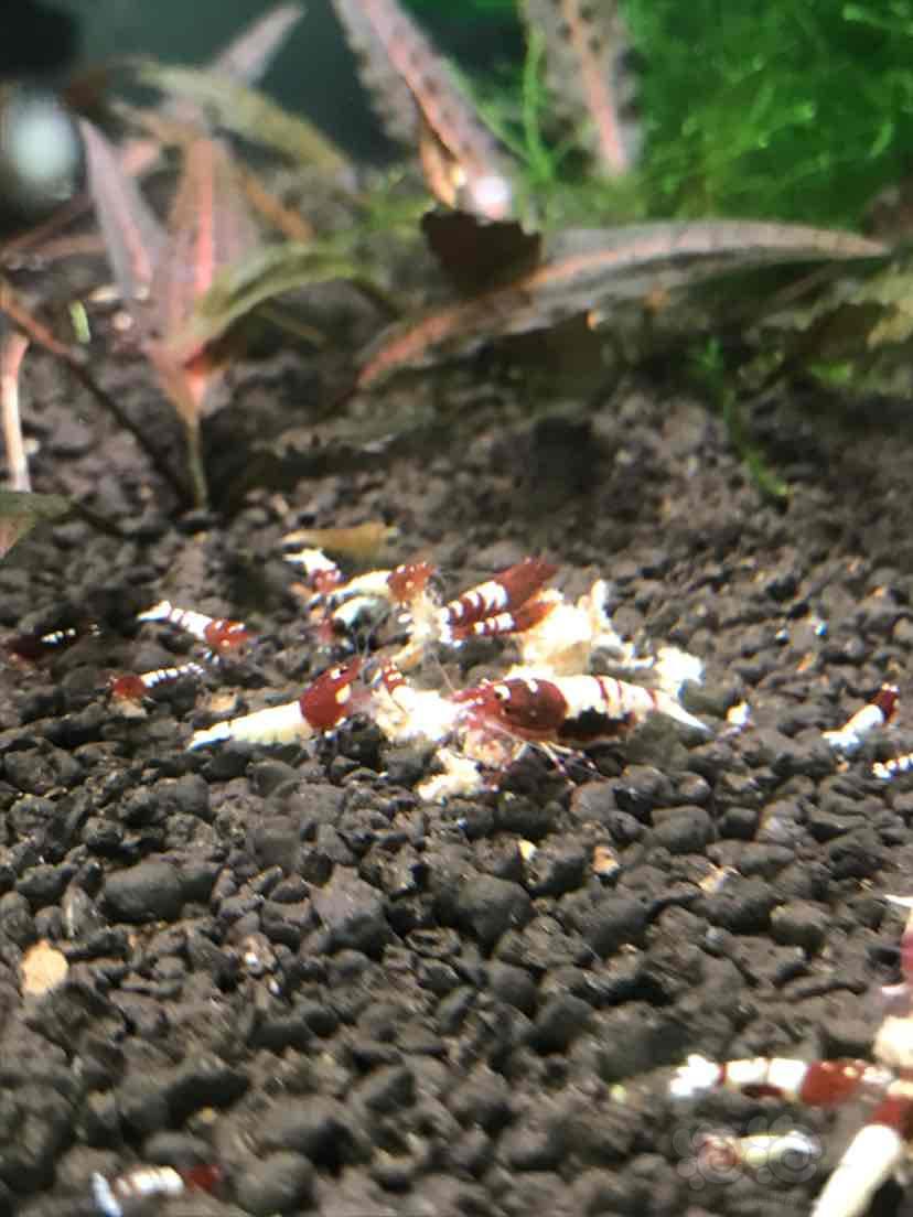 出售出点红姘头水晶虾