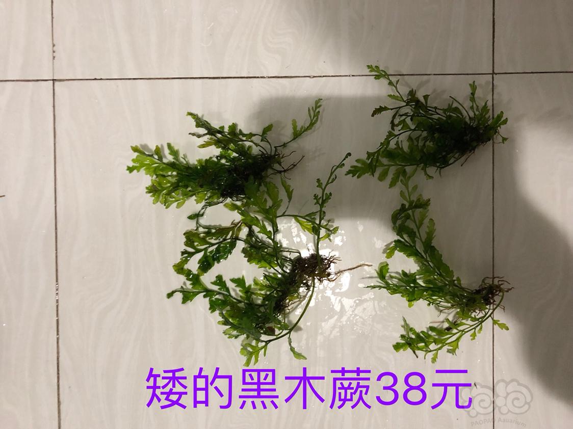 出黑木蕨凤尾蕨和细叶铁