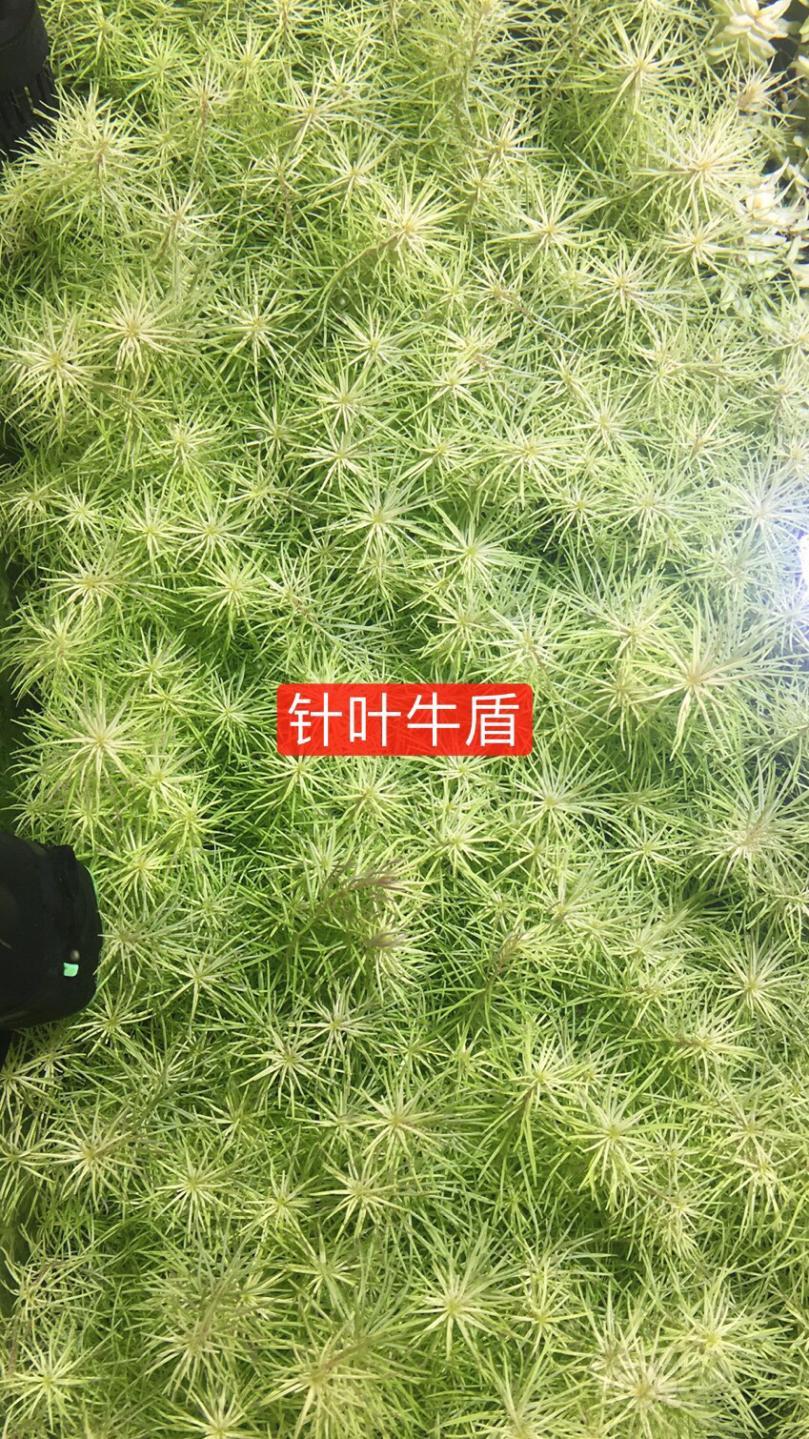 出自养开缸草