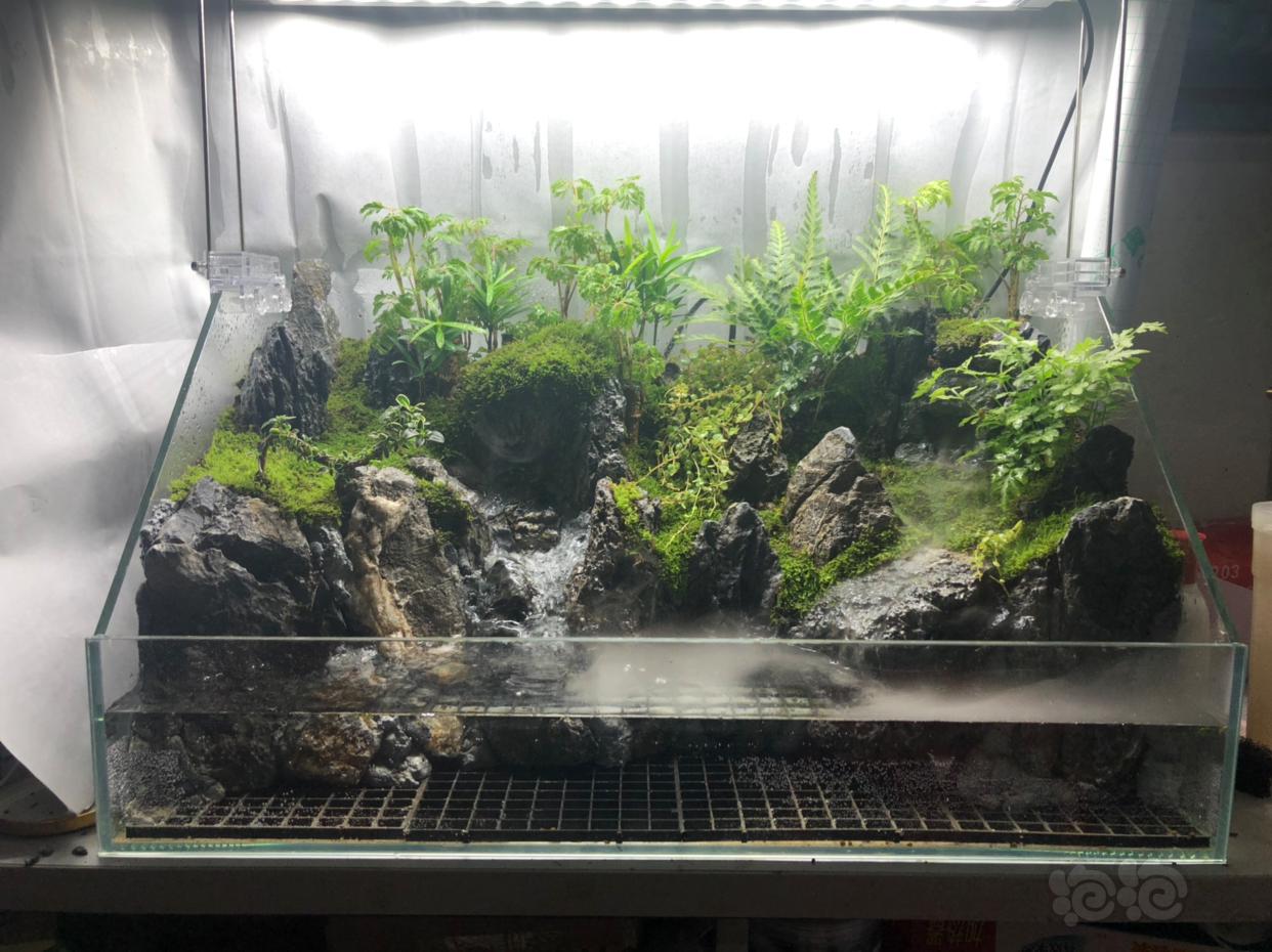 水陆新水陆缸造景