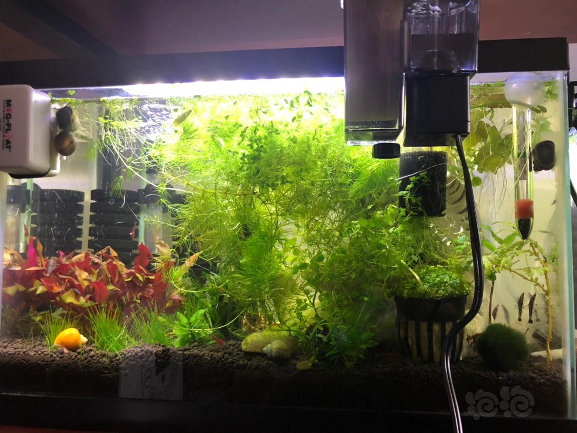刚开始养虾晒一晒我的米虾缸