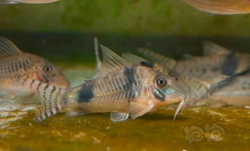 鼠鱼亚瑟鼠长吻雷诺鼠