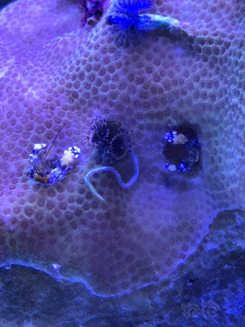 新入圣诞管虫