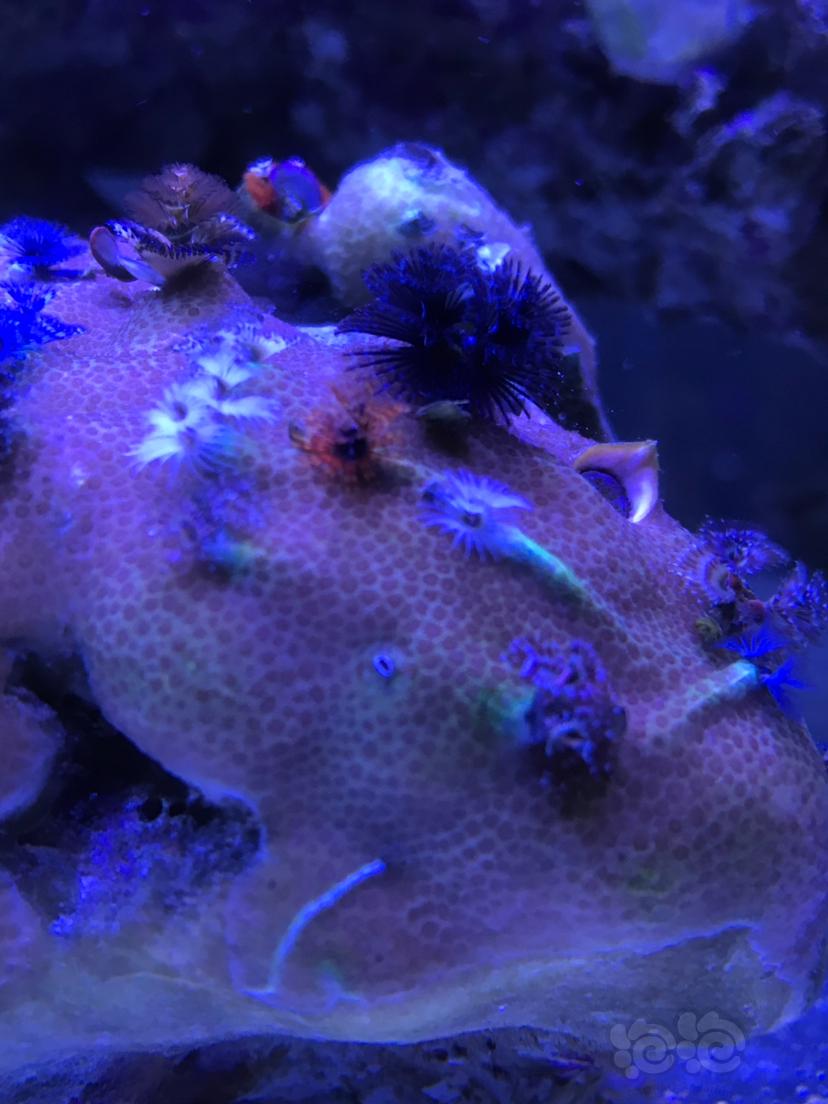 新入圣诞管虫