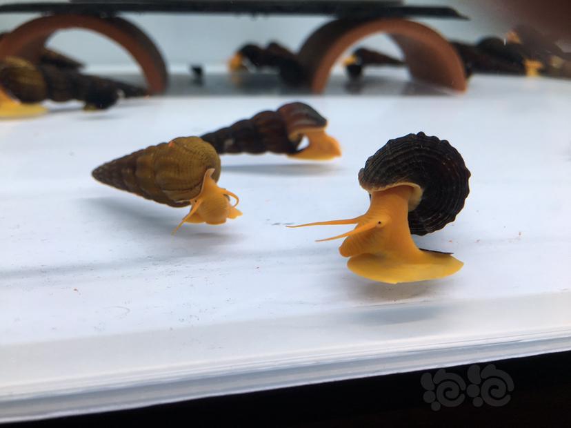 出全品橙兔螺