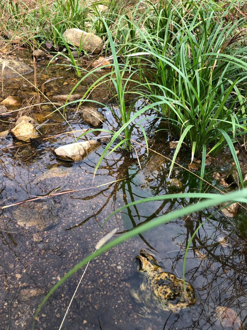 野外的鱼虾水草