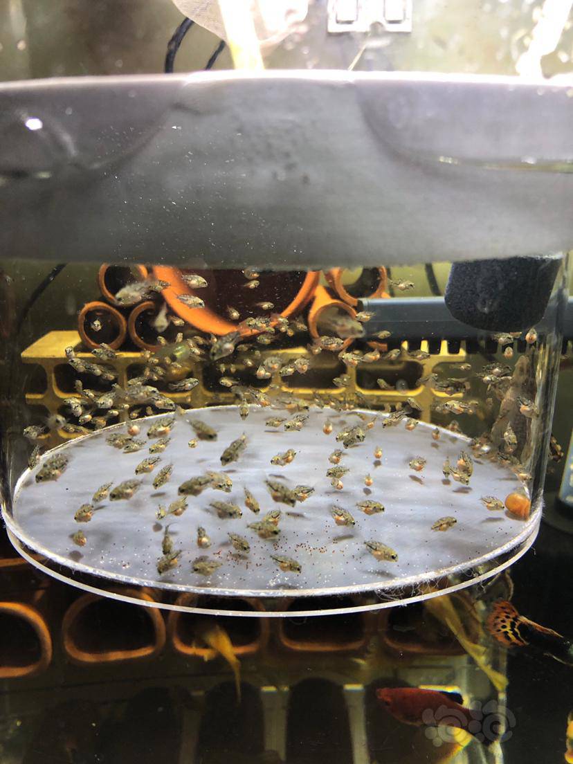 年前孵化的迷你鹦鹉小鱼苗,和腊月28产的胡子孵化出来了.