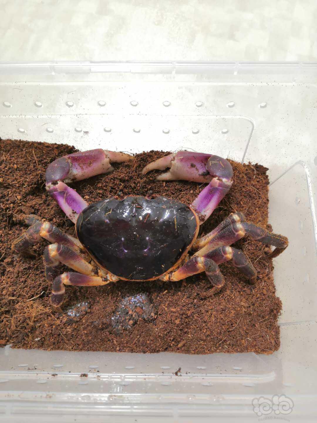 大个头的紫地蟹