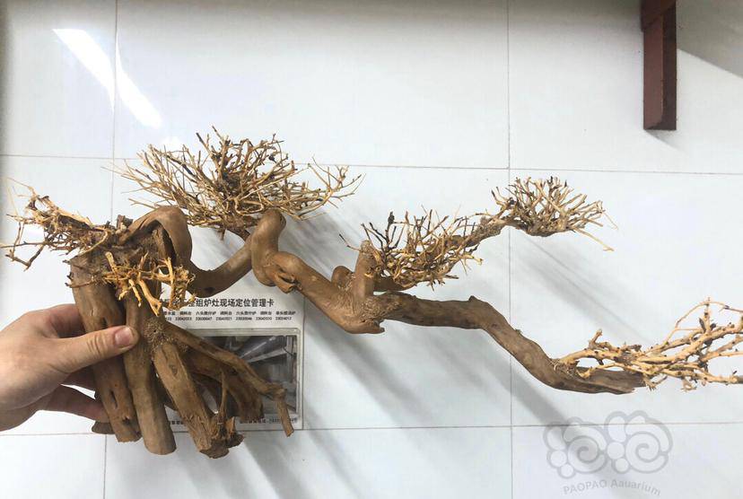 其他出莫斯树骨架