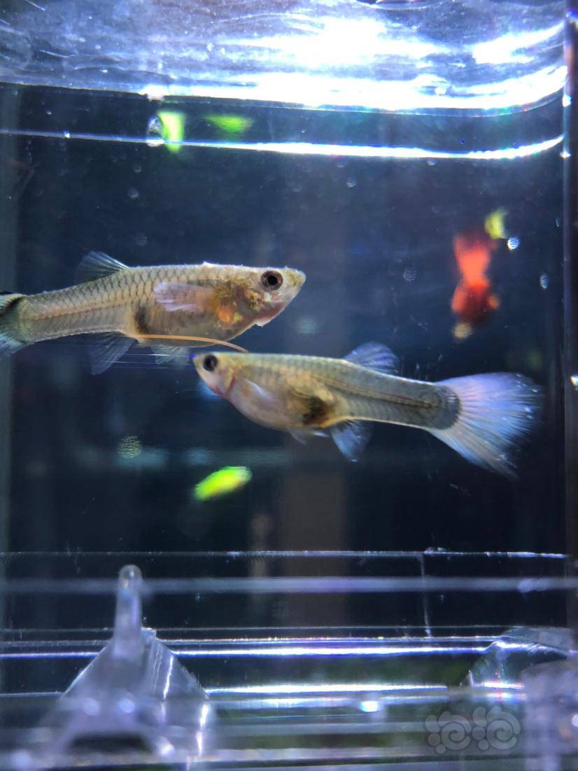孔雀鱼要生了吗