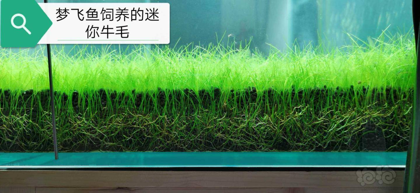 已处理投诉梦飞鱼水草造景室出售假迷你牛毛
