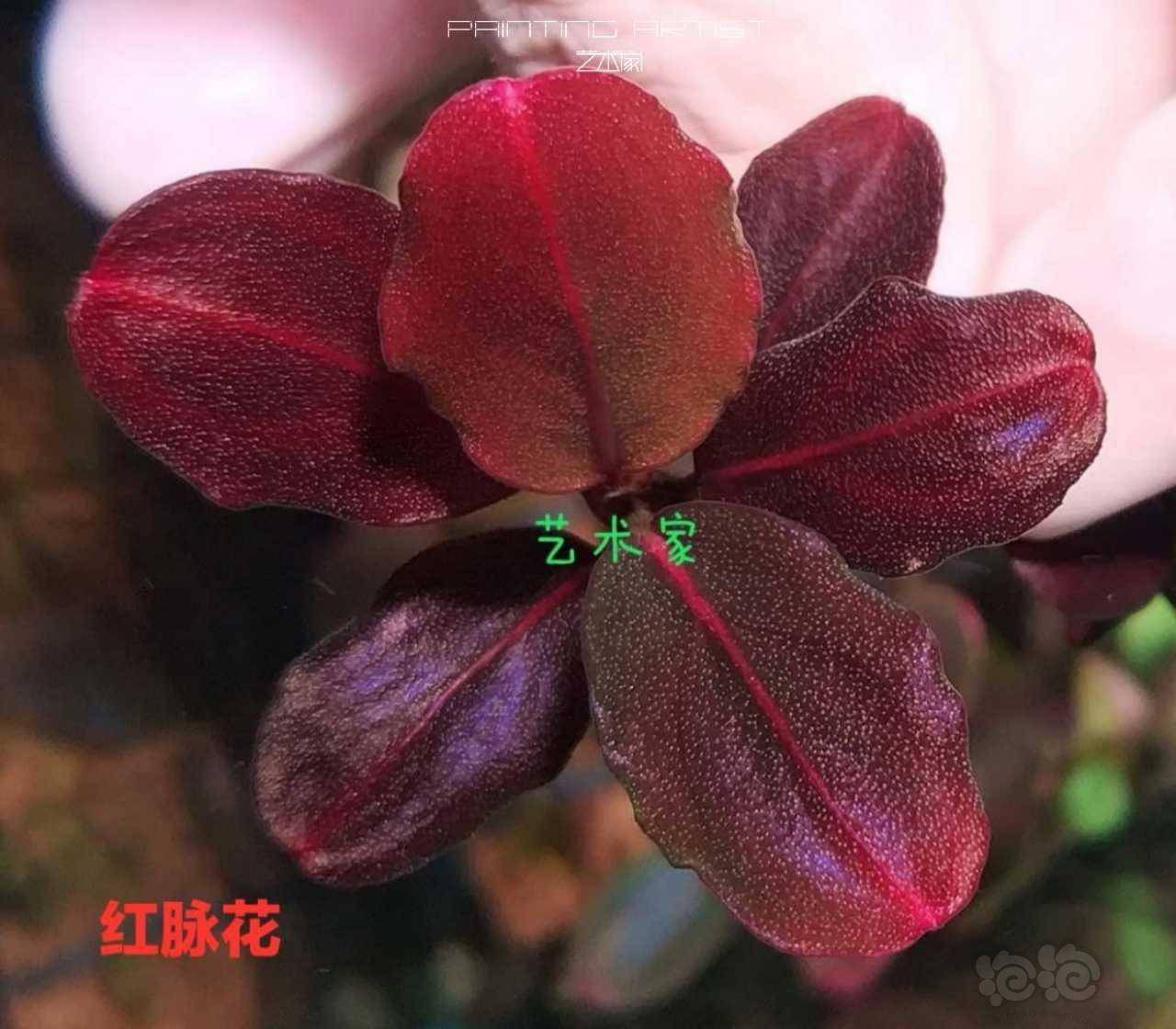红脉花兄弟爆脉花