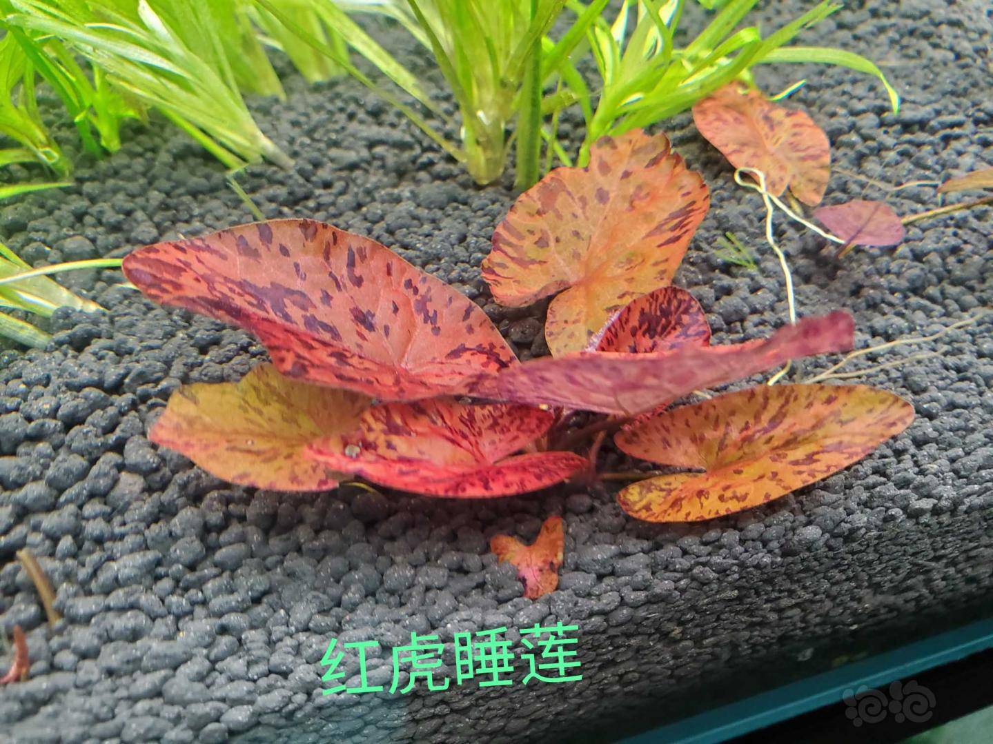 出挺水植物皇冠类似阿很挺四色红虎睡莲白太阳细叶龙鞭松茸莫斯