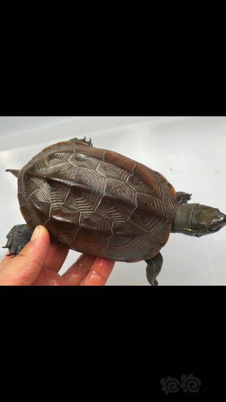 我的中华草龟