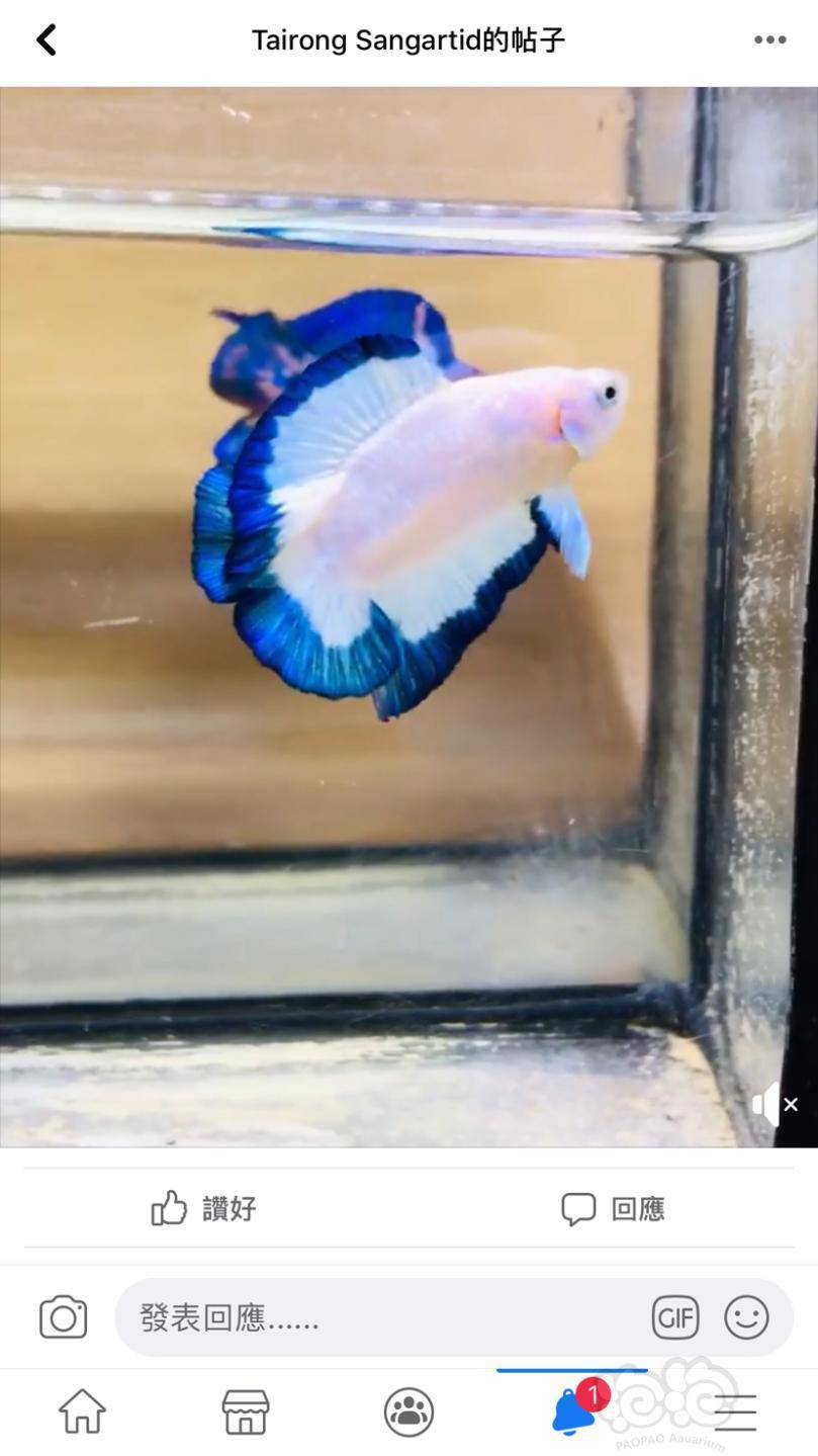 斗鱼dtfancymarbledtbluerim稀有